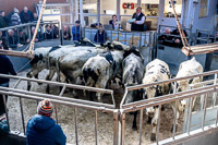 5 Pen of Organic Bullocks from Torehouse muir Farming sold for 1490 per head